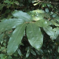 Polyalthia suberosa (Roxb.) Thwaites